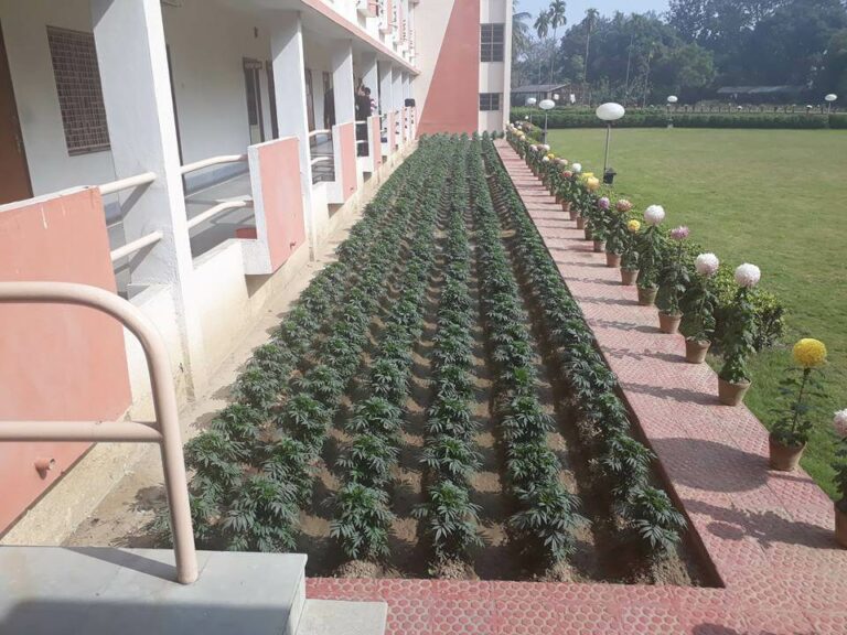 The Bidhan Chandra Krishi Viswavidyalaya (BCKV) AgriBot News