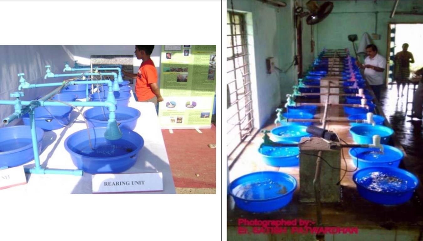 CATFISH HATCHERY AND REARING OF SEED UNDER THREE TIER SYSTEM