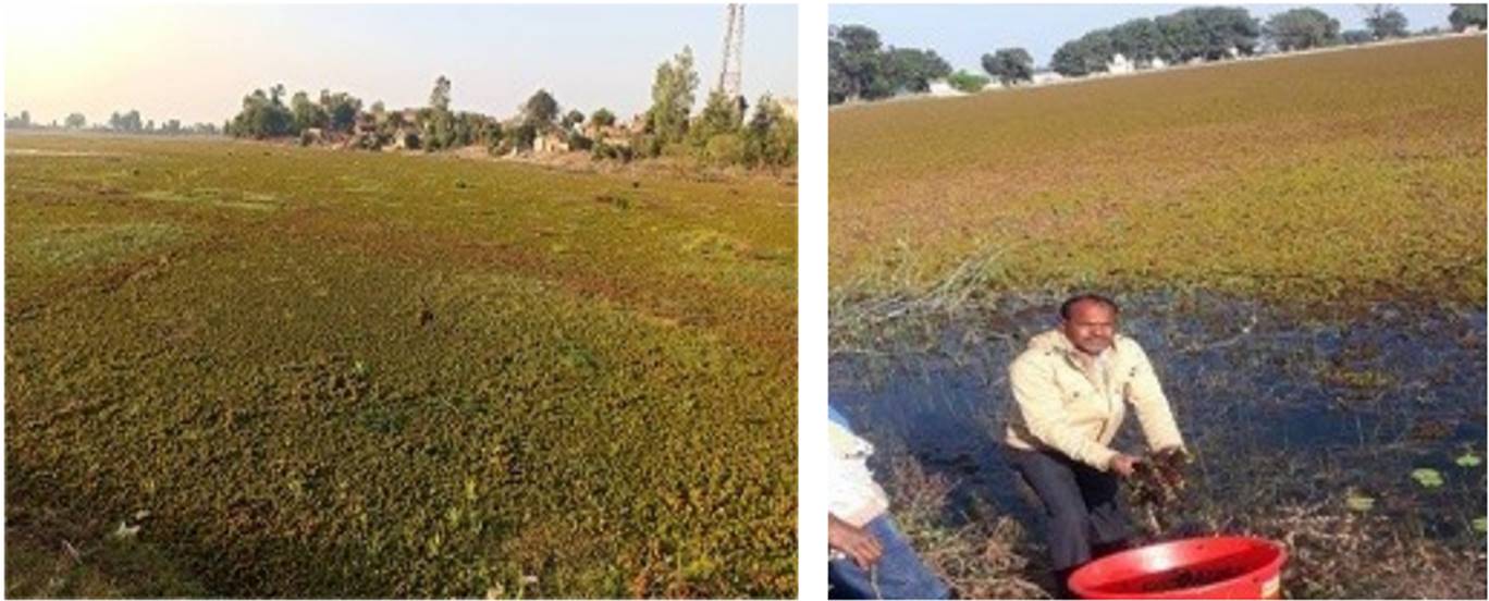 Biological Control of Alien Invasive Weed Salvinia molesta in Central India