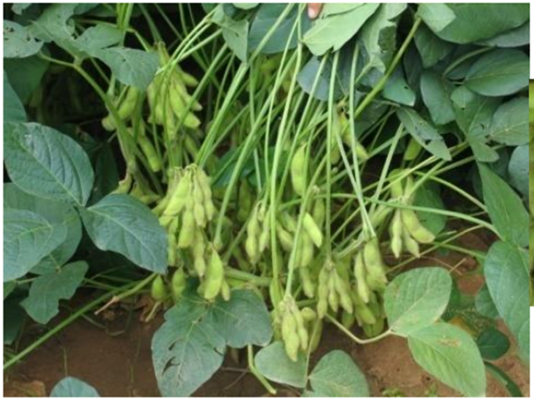 Vegetable Soybean Variety Swarna Vasundhara An Opportunity for Agri