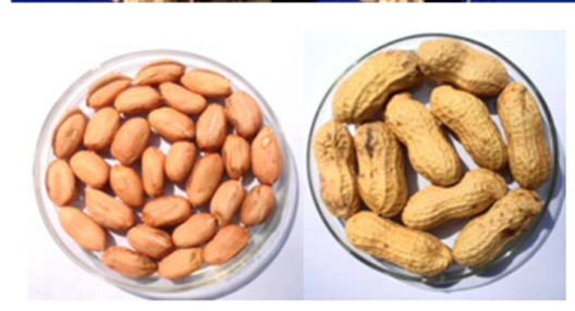 New High Yielding Groundnut Varieties Developed – AgriBot | News ...